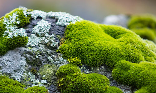 Moss